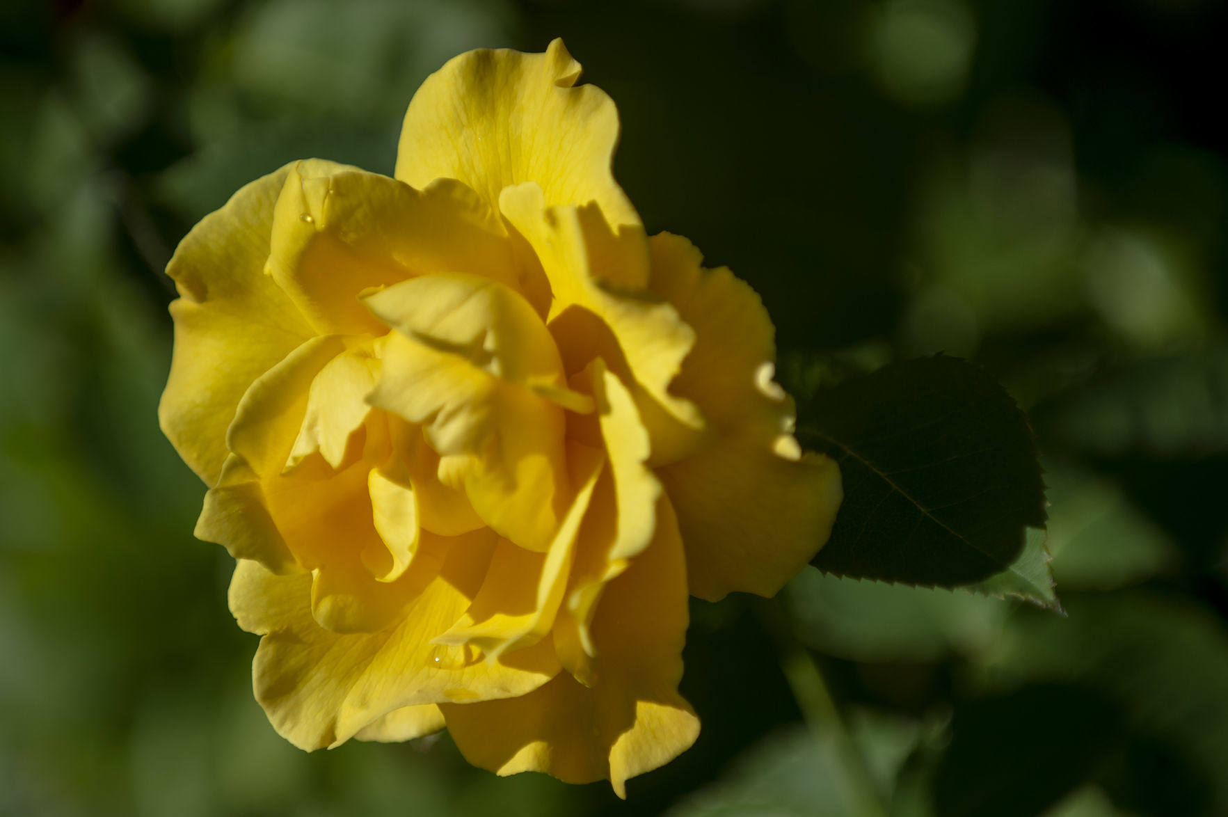 Shore Acres Gardens